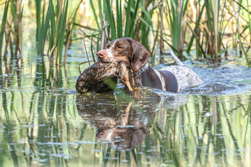 Working dogs: Portrait of a braque francais hound retrieving a dead duck during fowling training at a pond