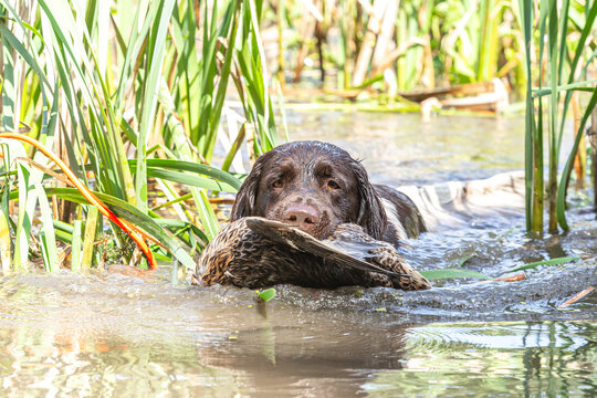 Portrait of a brown german small munsterlander pointer hound retrieving a dead duck during fowling training at a pond in summer outdoors