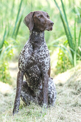 Portrait of a brown german braque hound in summer outdoors
