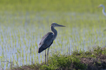 ペリカン目であるアオサギの幼鳥