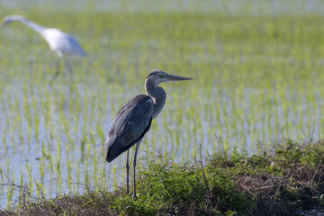 ペリカン目であるアオサギの幼鳥