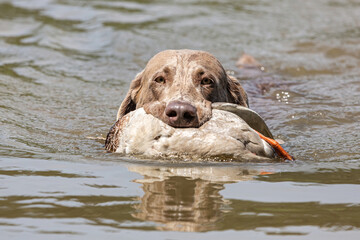 Working dogs: Portrait of a weimaraner breed hound retrieving a duck at fowling training, duck...