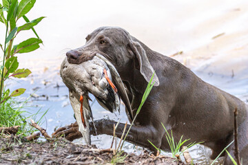 Working dogs: Portrait of a weimaraner breed hound retrieving a duck at fowling training, duck hunting at a pond - obrazy, fototapety, plakaty