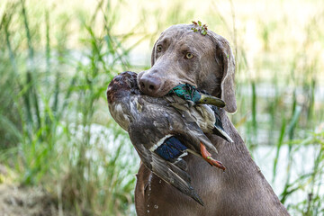 Working dogs: Portrait of a weimaraner breed hound retrieving a duck at fowling training, duck hunting at a pond - obrazy, fototapety, plakaty