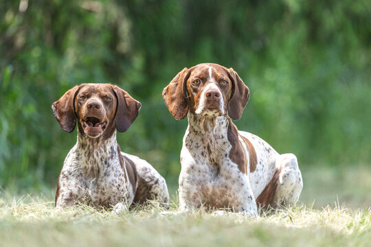 Portrait of two braque francais hounds lying on a meadow in summer outdoors. Mother and daughter