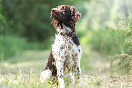 Portrait of a brown munsterlander breed hound in summer on a field outdoors