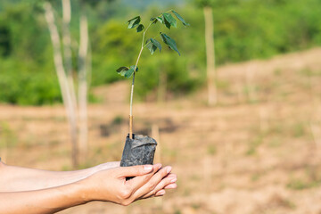 Human hands holding sprout young plant.environment Earth Day
