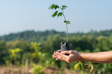 Human hands holding sprout young plant.