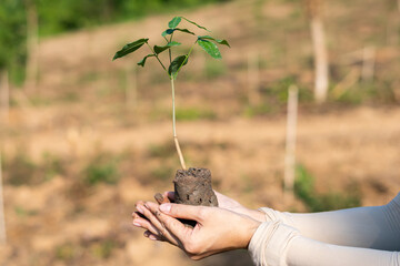 Human hands holding sprout young plant.environment Earth Day