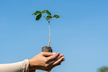 Human hands holding sprout young plant.environment Earth Day