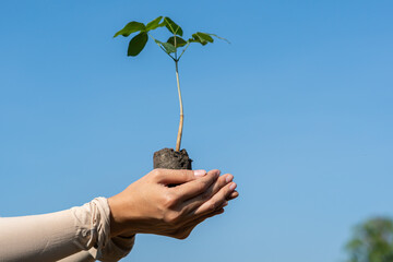 Human hands holding sprout young plant.environment Earth Day