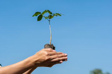 Human hands holding sprout young plant.environment Earth Day