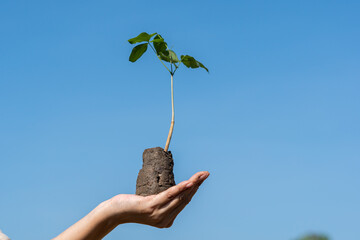 Human hands holding sprout young plant.environment Earth Day