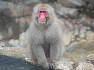 Obraz premium 日本、長野県、冬の温泉に来たニホンザル