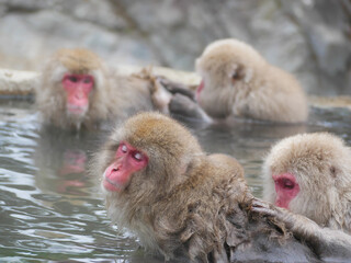 日本、長野県、冬の温泉で毛繕いするニホンザル
