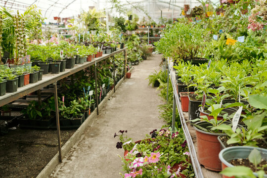 Horizontal image of green plants growing in pots in big greenhouse for sale to gardeners