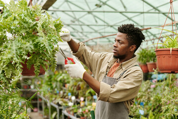 African young farmer cutting green plants hanging in pots in greenhouse for sale