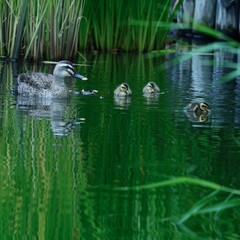 親子鴨水遊びと餌を探す