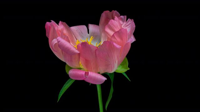 Timelapse of pink peony flower blooming on black background