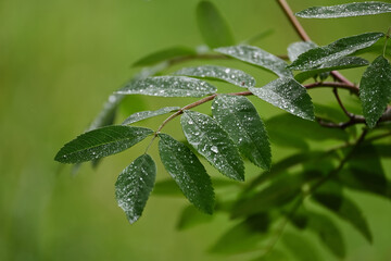 Raindrops on rowan leaves, European mountain ash