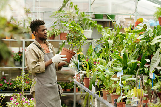 African young florist checking the condition of flowers in pots on the counter in flower shop