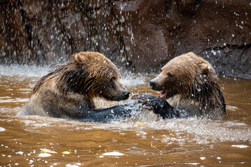 brown bear in water