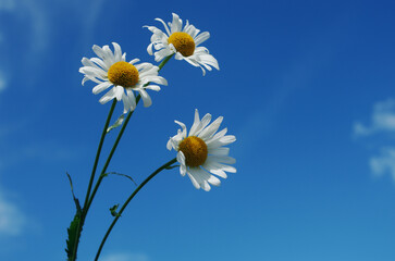Three white daisies against a blue sky with clouds.