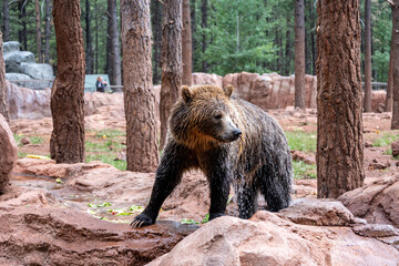 Obraz premium brown bear in zoo