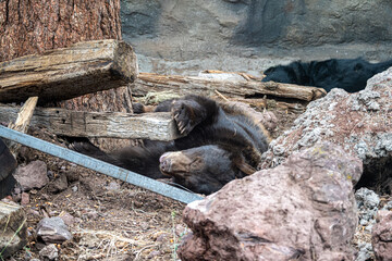 Fototapeta premium bear sleeping