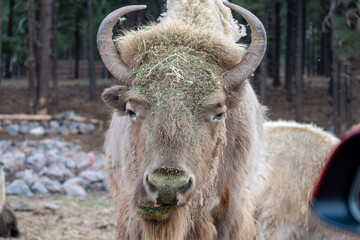 White Bison