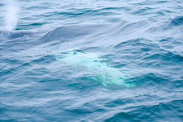 Humpback in the water