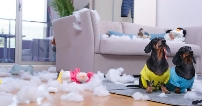 Camera makes overview of room and stops at sitting dachshunds, filler for soft toys that they have torn is scattered around. Dogs behave as if nothing had happened and as if they are not guilty