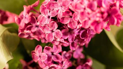 close up of pink hydrangea