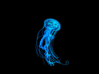 Bright blue jellyfish