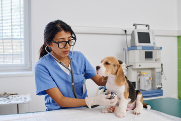 Young adult Hispanic woman working in veterinary clinic examining beagle puppy health using...