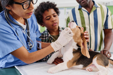 Black kid and his father watching professional vet doing medical examination of their beagle puppy - Powered by Adobe