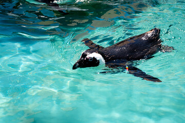 Penguin out for a swim © JPBark