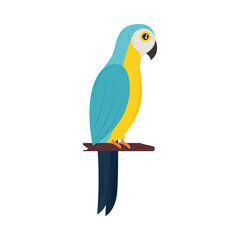 macaw on branch