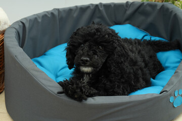 Concept of pet, black toy poodle puppy
