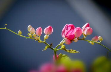 Tigon flowers in the garden