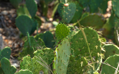 Close up of cactus or nopales growing alone in rural areas.  