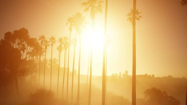 Aerial shot of fog and the rising sun behind a row of palm trees. Los Angeles California.