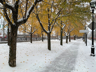 Golden trees in Rue Port de Montreal a snowy afternoon