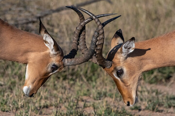 Impala fighting closeup horns locked.