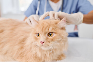 Selective focus shot of unrecognizable vet wearing protective gloves checking skin health of fluffy...