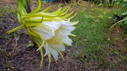 Large flowers of the yellow dragon fruit tree.