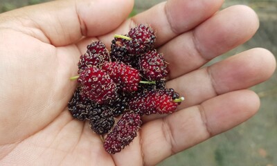 A fully ripe mulberry lay on his hand.

