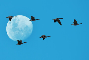 Migrating birds fly in a V Formation with Full moon on Background - 513652941