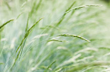 Background from decorative grass Blue fescue. Spikelets of Festuca glauca