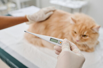 Close-up selective focus shot of unrecognizable vet holding electronic medical thermometer chicking...